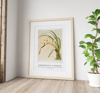 Frederick Sander - Cymbidium (hybridum) winnianum from Reichenbachia Orchids-1847-1920