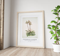 Frederick Sander - Cypripedium lo from Reichenbachia Orchids-1847-1920