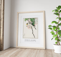 Numata Kashu - Japanese Masked Hawfinch and Silk Tree illustration from Pictorial Monograph of Birds (1885)