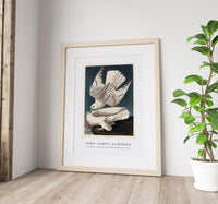 John James Audubon - Iceland or Jer Falcon from Birds of America (1827)