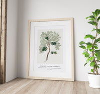 Robert Jacob Gordon - Widdringtonia nodiflora (L.) E. Powrie Mountain cypress, or Cape cedar (1777–1786)