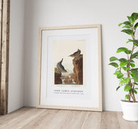 John James Audubon - Columbian Water Ouzel and Arctic Water Ouzel from Birds of America (1838)