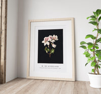 M. de Gijselaar - Pelargonium album bicolor by M. de Gijselaar(1830)