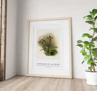 Frederick Sander - Cypripedium lathamianum inversum from Reichenbachia Orchids-1847-1920