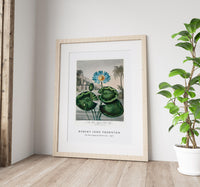 Robert John Thornton - The Blue Egyptian Water-Lily from The Temple of Flora (1807)