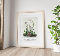 John James Audubon - Field Sparrow from Birds of America (1827)