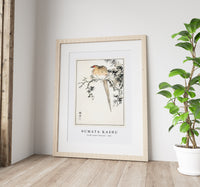 Numata Kashu - Hondo Copper Pheasant illustration from Pictorial Monograph of Birds (1885)