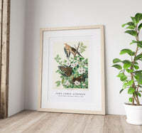 John James Audubon - Carolina Pigeon from Birds of America (1827)