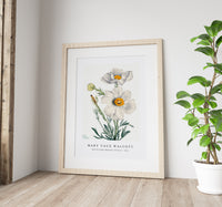 Mary Vaux Walcott - Matilija Poppy (Romneya coulteri) (1931)