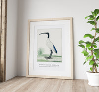 Robert Jacob Gordon - Threskiornis aethiopicus African sacred ibis (1778)