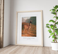 Jacques Laurent Agasse - Guanaco (ca. 1848)