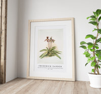 Frederick Sander - Cypripedium oenanthum superbum from Reichenbachia Orchids-1847-1920