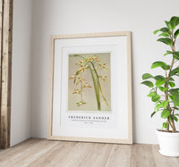 Frederick Sander - Cymbidium lowianum from Reichenbachia Orchids-1847-1920