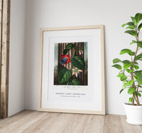 Robert John Thornton - The Winged Passion-Flower from The Temple of Flora (1807)