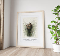 John James Audubon - Nuttall's lesser-marsh Wren from Birds of America (1827)