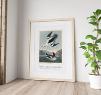 John James Audubon - Smew or White Nun from Birds of America (1827)