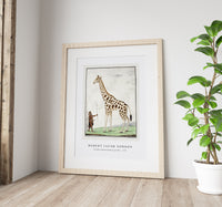 Robert Jacob Gordon - Giraffa camelopardalis giraffe (1779)