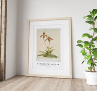 Frederick Sander - Cypripedium (hybridum) laucheanum-1847-1920