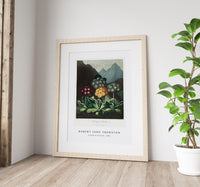 Robert John Thornton - A Group of Auriculas from The Temple of Flora (1808)