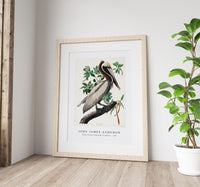John James Audubon - Brown Pelican from Birds of America (1827)