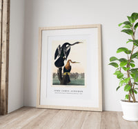 John James Audubon - Black-bellied Darter from Birds of America (1827)