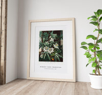 Robert John Thornton - The Passiflora Cerulea from The Temple of Flora (1807)