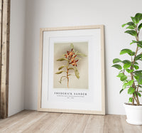 Frederick Sander - Arachnanthe clarkei from Reichenbachia Orchids-1847-1920