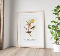 John James Audubon - Kentucky Fly-catching Warbler (1830s)