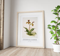 Frederick Sander - Cypripedium (hybridum) calypso from Reichenbachia Orchids-1847-1920