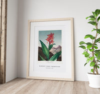 Robert John Thornton - Indian Reed from The Temple of Flora (1807)