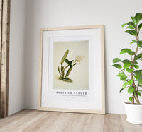 Frederick Sander - Cattleya lueddemanniana alba from Reichenbachia Orchids-1847-1920