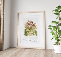 Frederick Sander - Cypripedium sanderianum from Reichenbachia Orchids-1847-1920