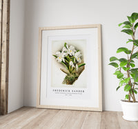 Frederick Sander - Cattleya rochellensis from Reichenbachia Orchids-1847-1920