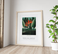 Robert John Thornton - The Queen–Plant from The Temple of Flora (1807)