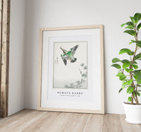 Numata Kashu - Japanese Common Kingfisher illustration from Pictorial Monograph of Birds (1885)