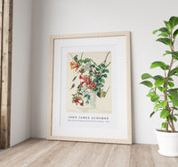 John James Audubon - Ruby-throated Humming Bird from Birds of America (1827)