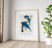 John James Audubon - Columbia Jay from Birds of America (1827)