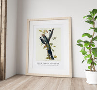 John James Audubon - Three-toed Woodpecker from Birds of America (1827)