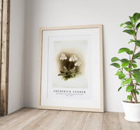 Frederick Sander - Cypripedium niveum from Reichenbachia Orchids-1847-1920