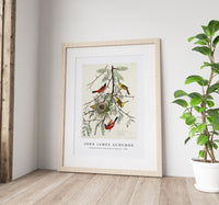 John James Audubon - Orchard Oriole from Birds of America (1827)