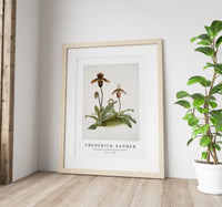 Frederick Sander - Cypripedium (hybridum) pollettianum-1847-1920