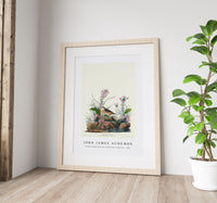 John James Audubon - Yellow-winged Sparrow from Birds of America (1827)