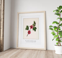 M. de Gijselaar - Chinese rose by M. de Gijselaar (1820)