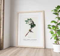 John James Audubon - Yellow-throated Vireo from Birds of America (1827)