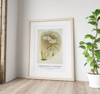 Frederick Sander - Dendrobium Johnsoniæ from Reichenbachia Orchids-1847-1920