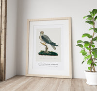 Robert Jacob Gordon - Elanus caeruleus Black-winged kite (1777–1786)