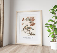 Johan Teyler - A Blue Tit and a Great Tit