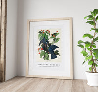 John James Audubon - White-crowned Pigeon from Birds of America (1827)