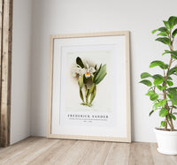 Frederick Sander - Cattleya eldorado crocata from Reichenbachia Orchids-1847-1920