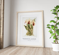 Frederick Sander - Cattleya dowiana aurea from Reichenbachia Orchids-1847-1920